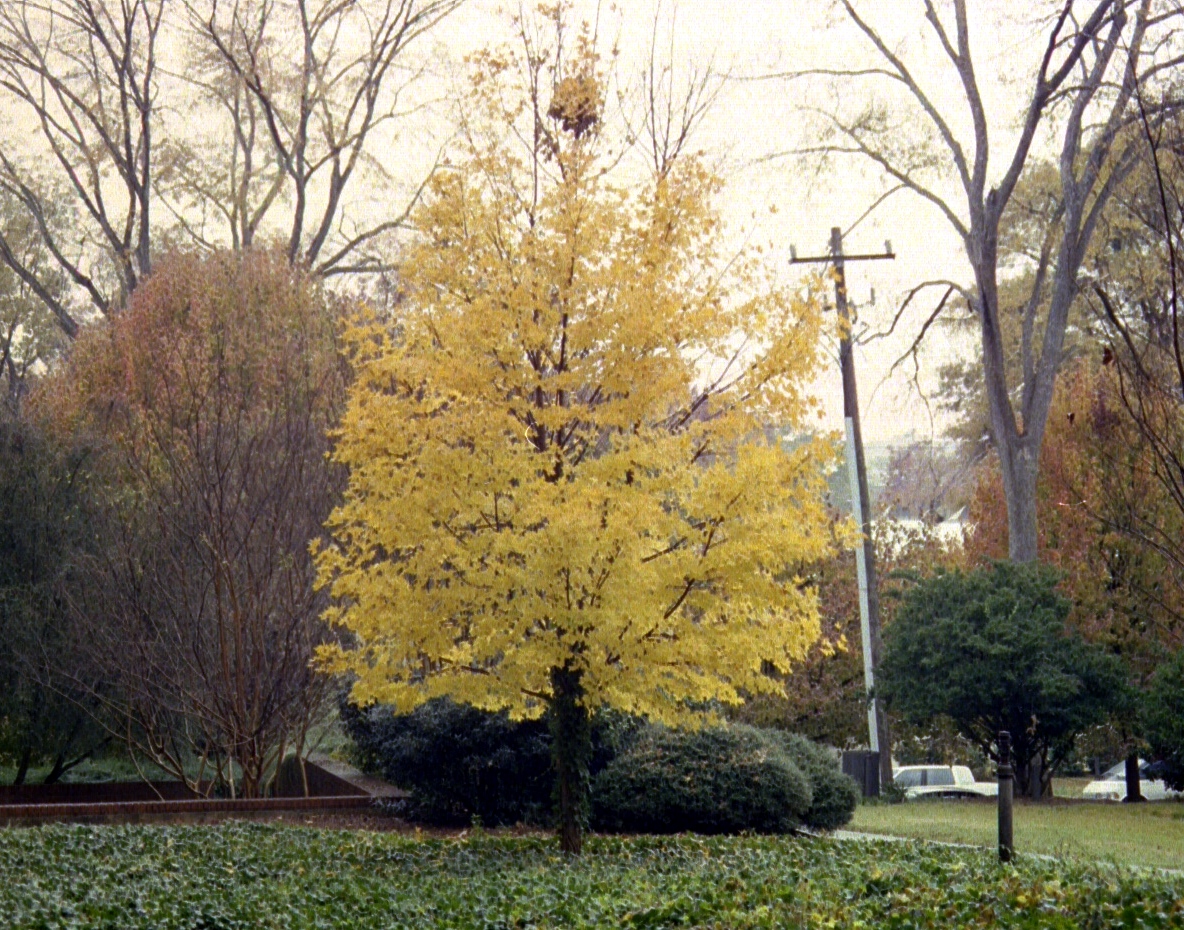Matheson tree