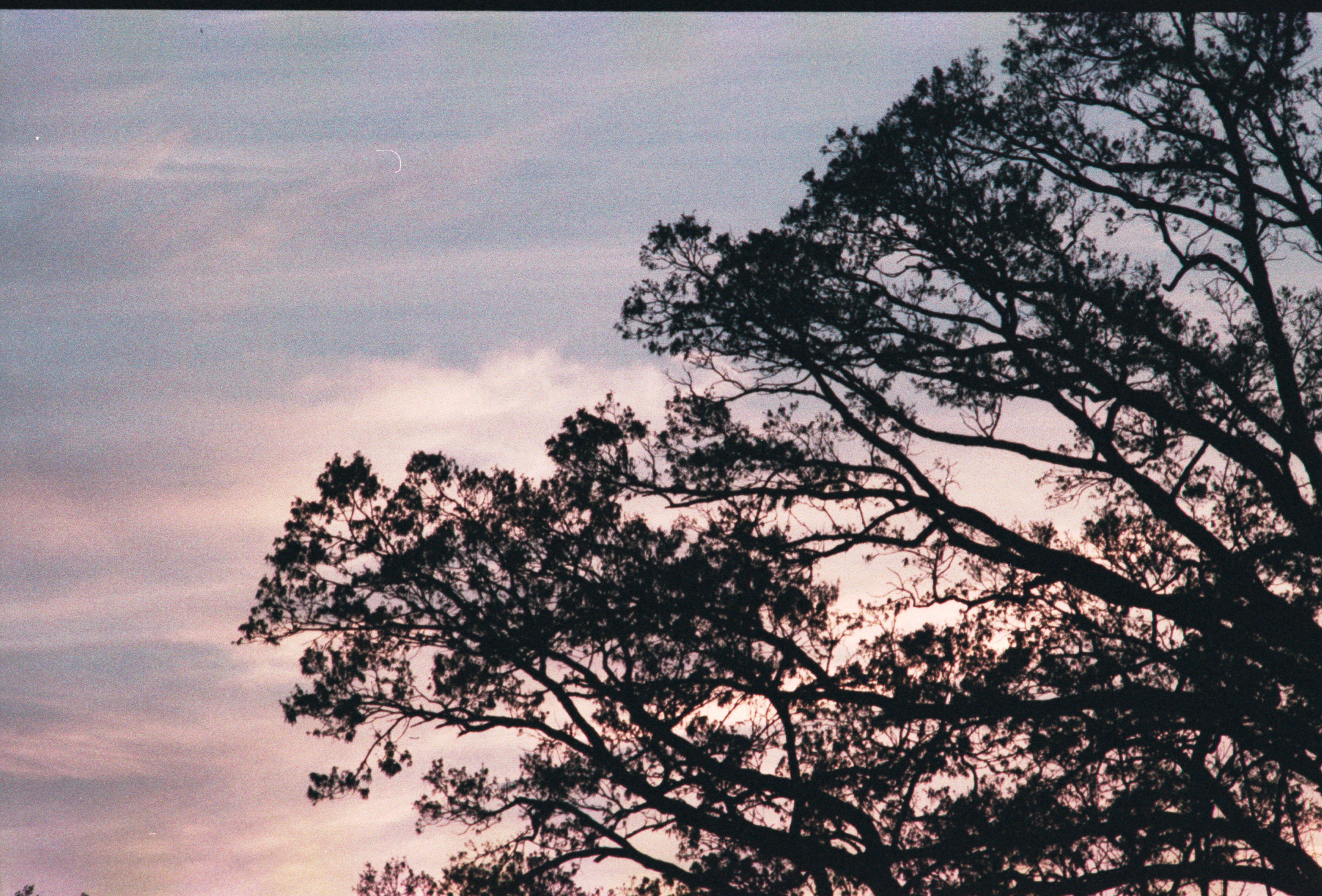 tree-sunset-2