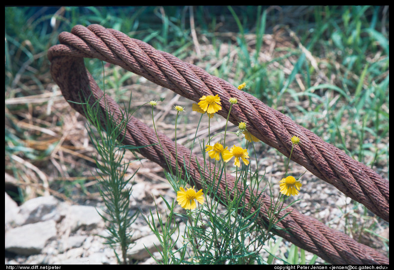 rusted cable and flower 2