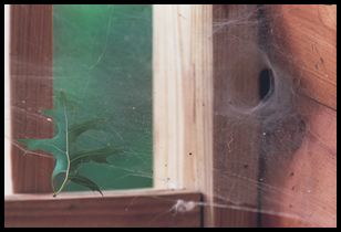 leaf in spiderweb