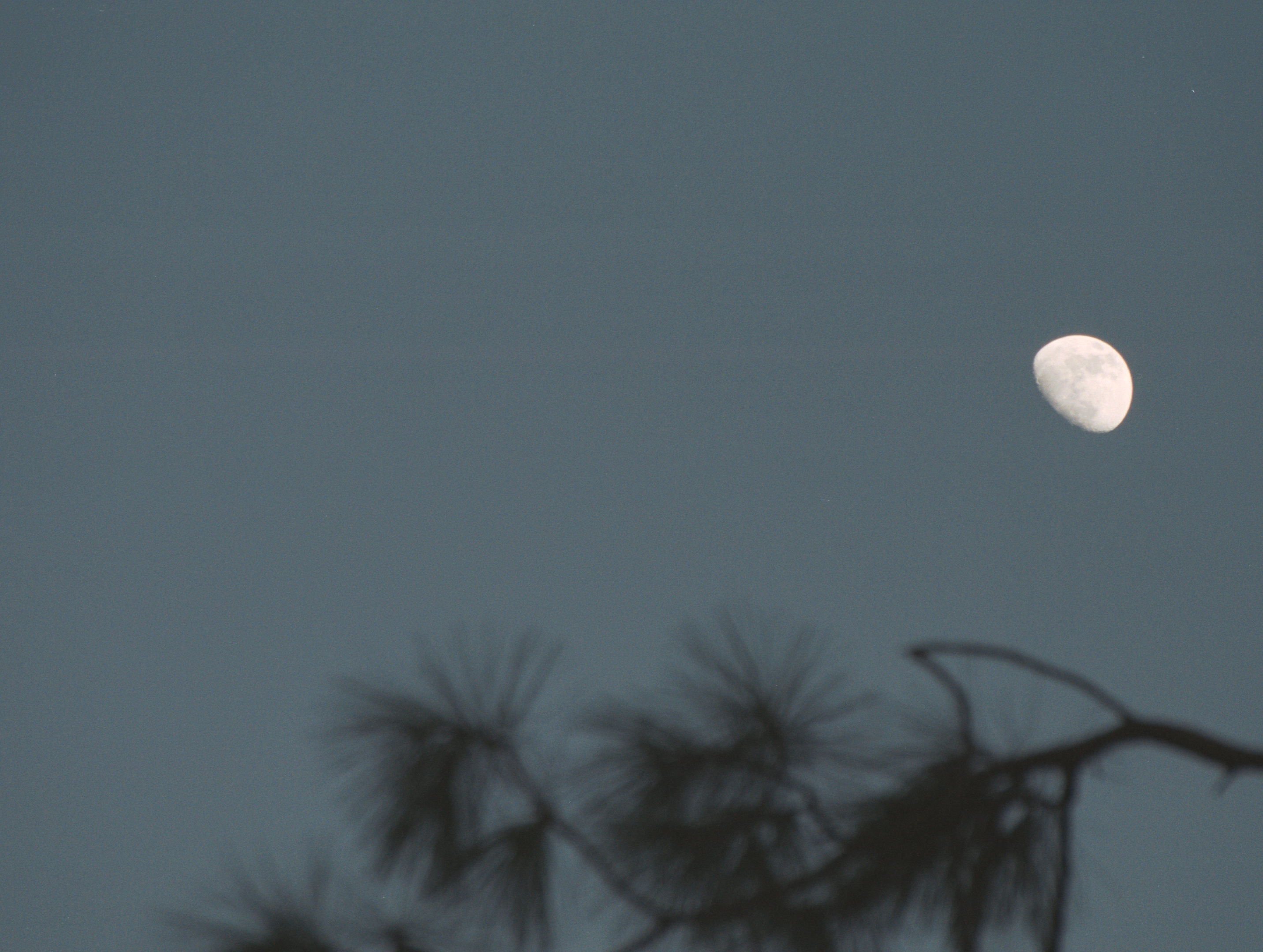branch with moon
