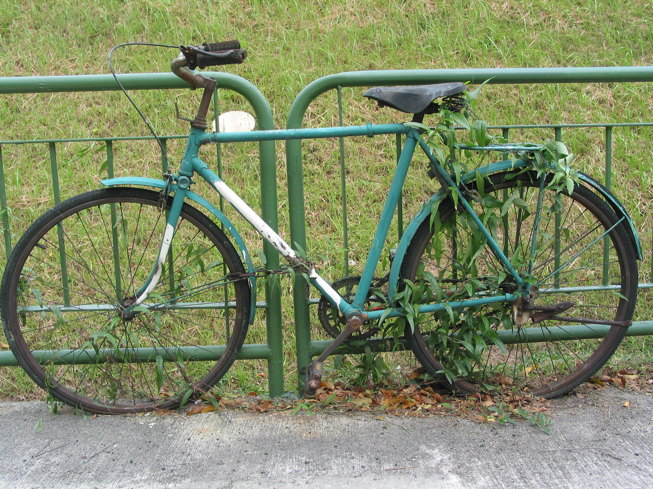 bicycles really evolved from plants