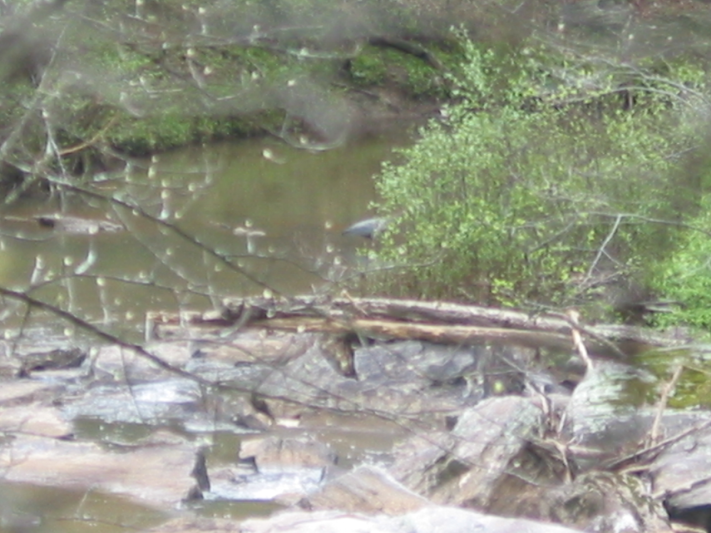 11x digital zoom; attempting to get a great blue heron