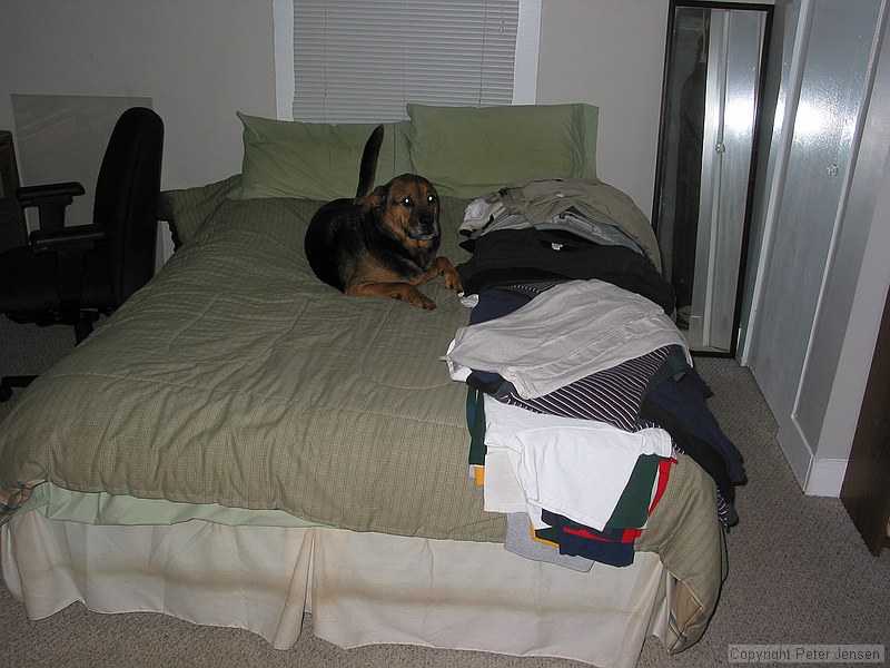 Steve left his door open and Max availed himself of bed privileges