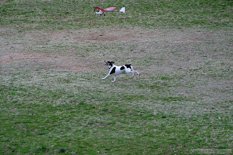 Kip's Elfi and the occasional neighborhood dog in pursuit