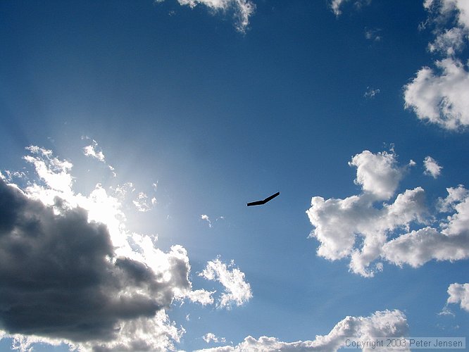 wing in sky