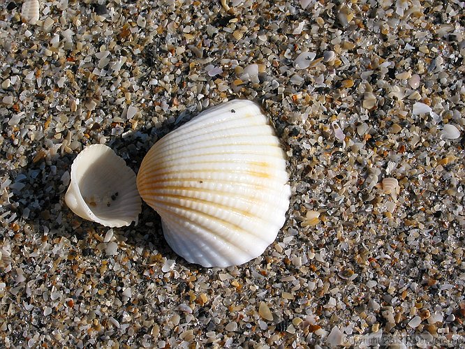 a shell