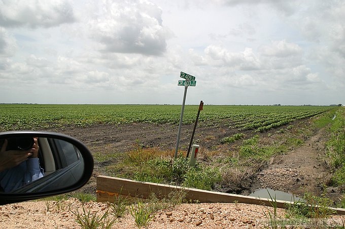 cotton growing beyond the intersection of CR 409 and CR 403