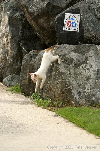 feral cats are hugely abundant in San Juan