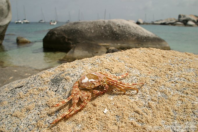an unlucky crab