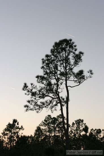 dual contrails in a tree