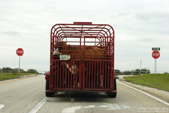 cows in transit