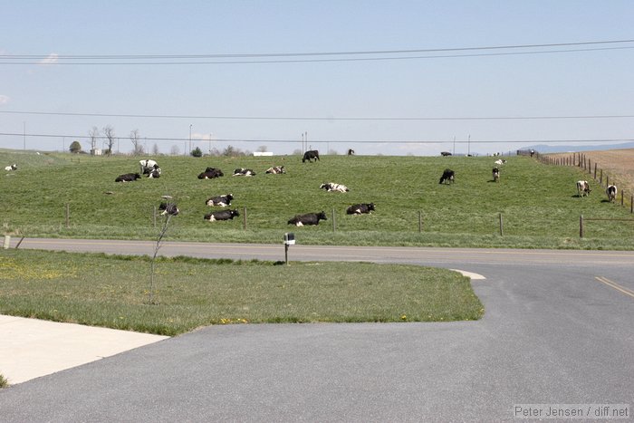 cows doing what cows do