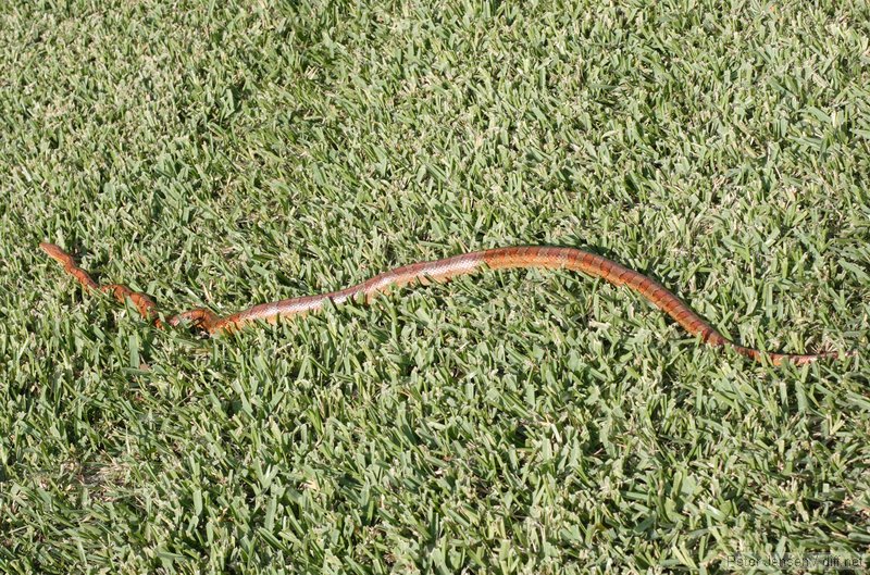 snake in a friend's backyard
