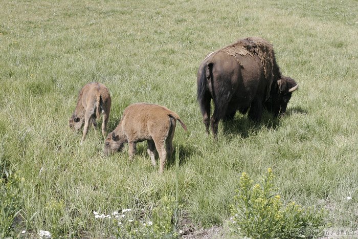 baby bison