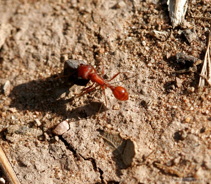 ant moving a boulder