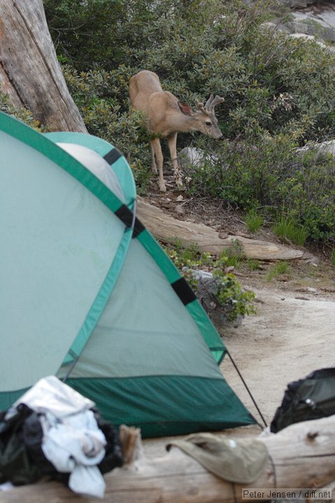 deer in our campsite