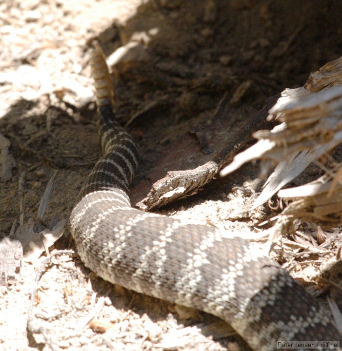 big old rattlesnake was saw on the trail