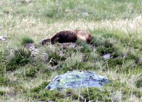 stealth fatass Marmot