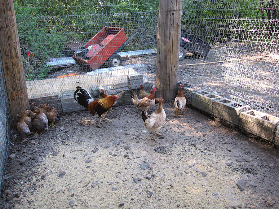chicken coop and rooster