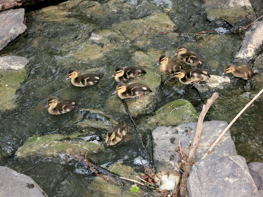 ducklings in the lake