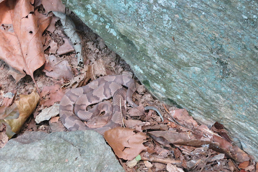 just a nice little copperhead well off to the side, taking a nap. A good reminder to watch where you put your hands and feet!