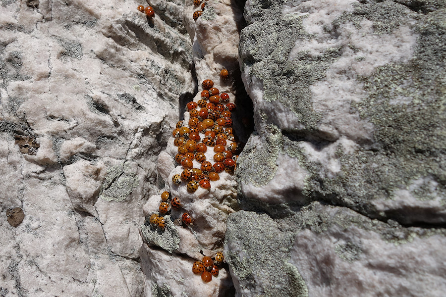 ladybugs everywhere!