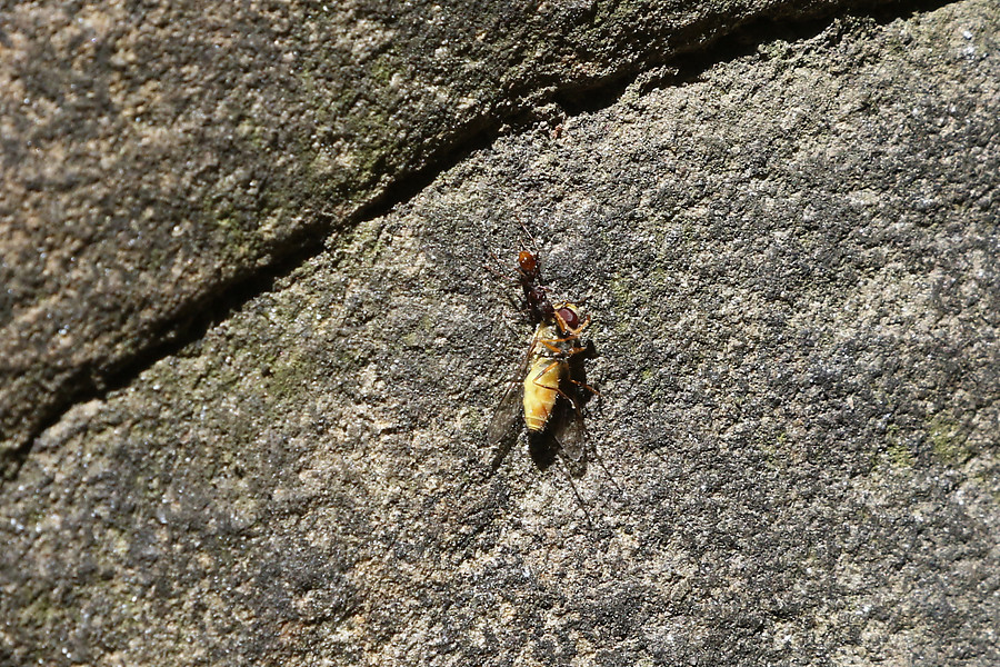 ant moving a dead bee up the wall