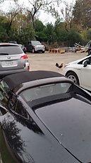 Austin: a photo taken over a Tesla as a free-range chicken blocks in my Prius