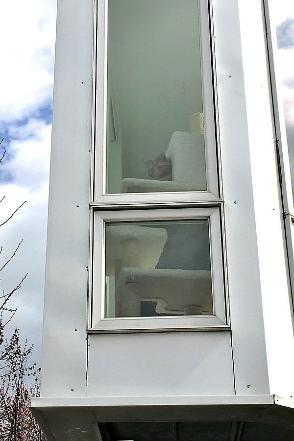 windowcat