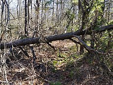 typical downed tree on Salamander