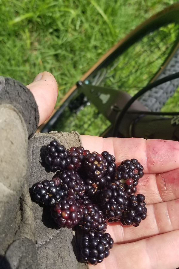 one of 10 handfuls of delicious wineberries that I supplemented my lunch with