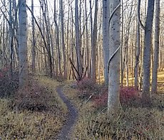 Joe's trail in the Woodstock area
