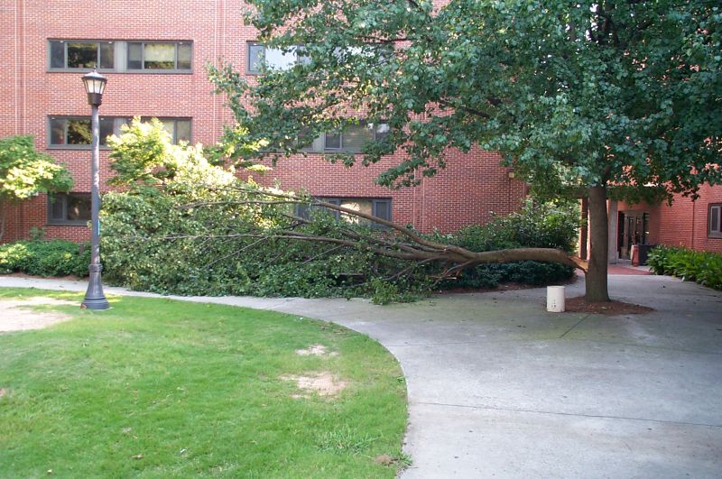 area_II_fallen_tree-059