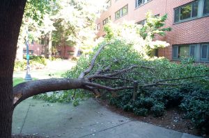 area_II_fallen_tree-062