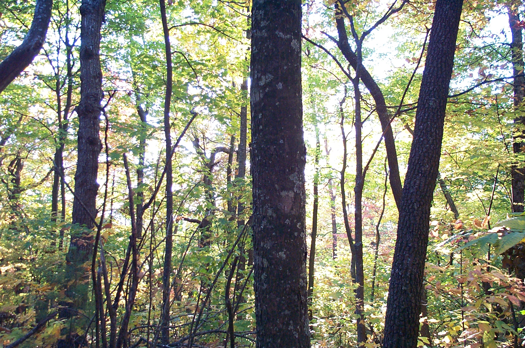 2000 10 15 Amicalola Falls hiking-027