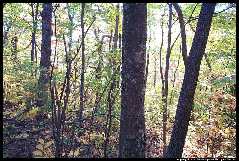 2000 10 15 Amicalola Falls hiking-028