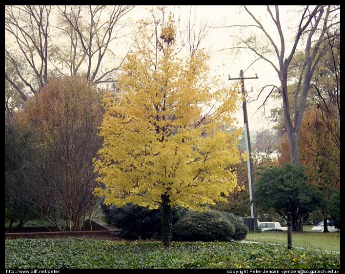 Matheson tree