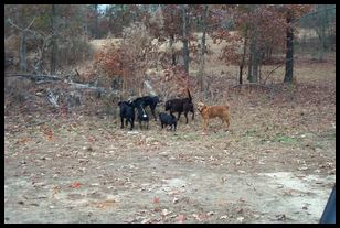 2000 12 09 Newnan Windrige Park riding with John-030