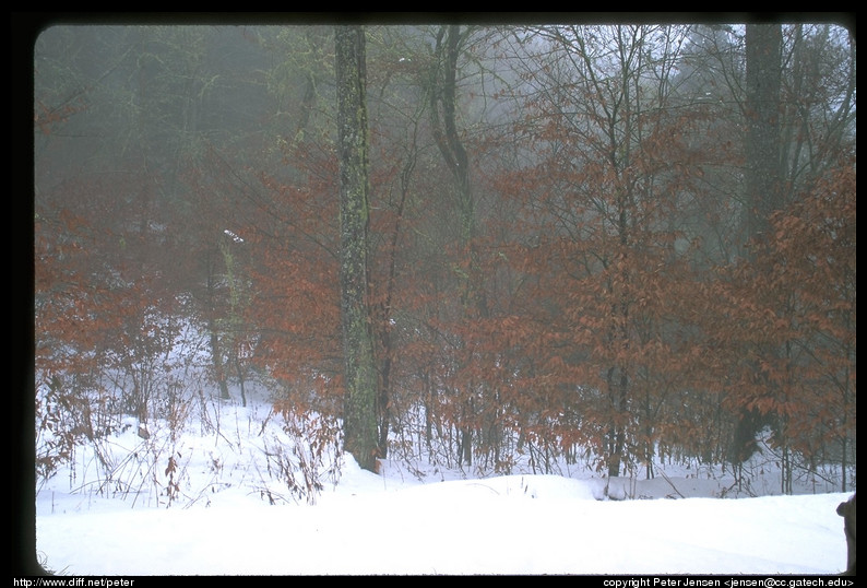 snowscape outside of Peck's Corner shelter