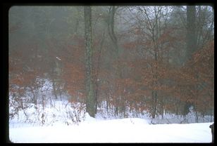 snowscape outside of Peck's Corner shelter