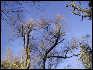 tree tops just before sunset