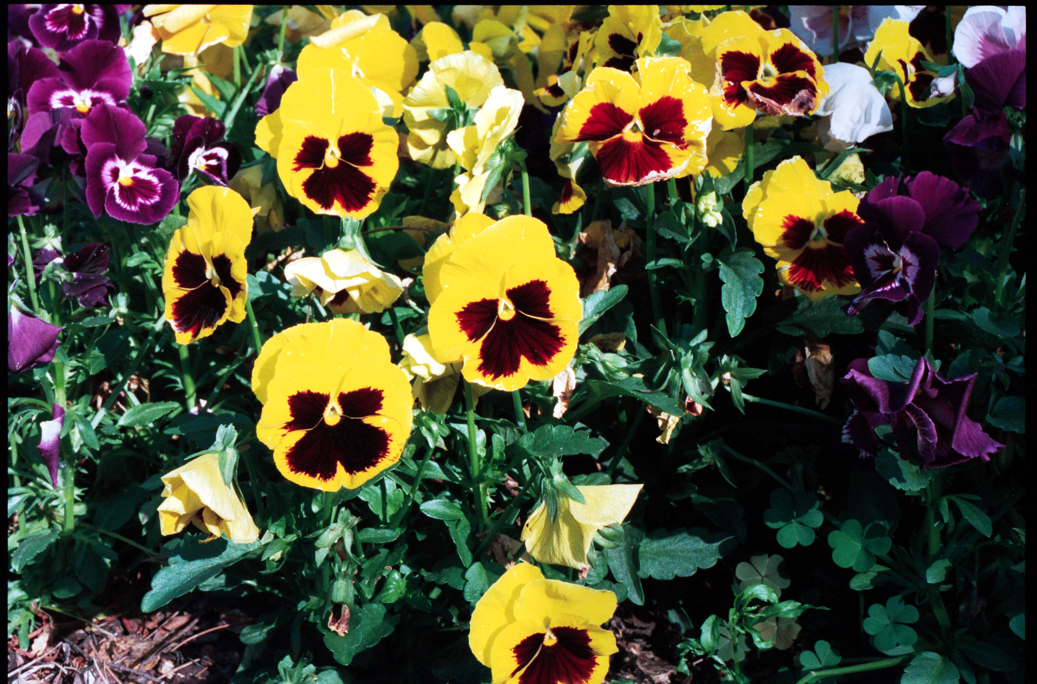 flowers