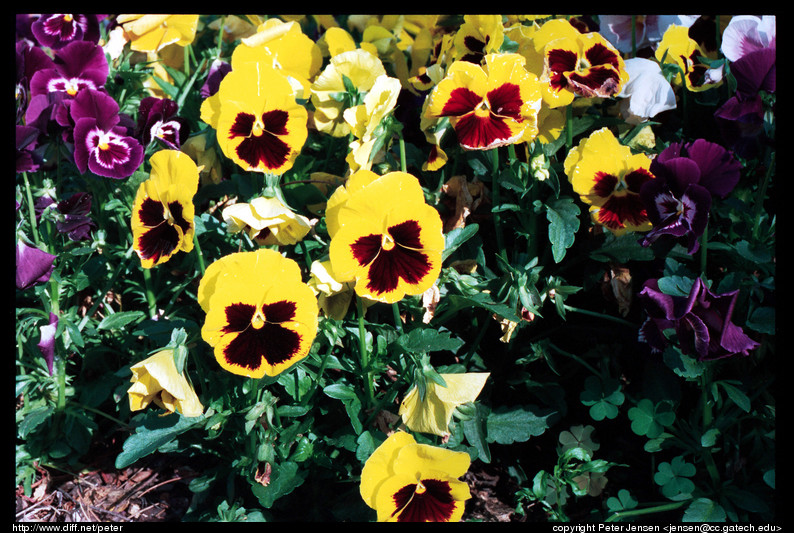 flowers