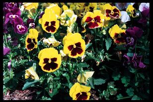 flowers