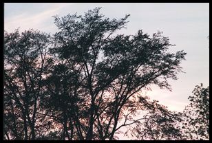 tree-sunset-1