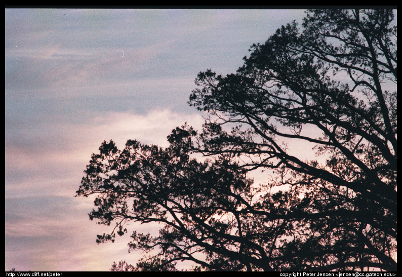 tree-sunset-2