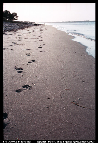 footsteps in the sand