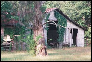 Barn and Tree