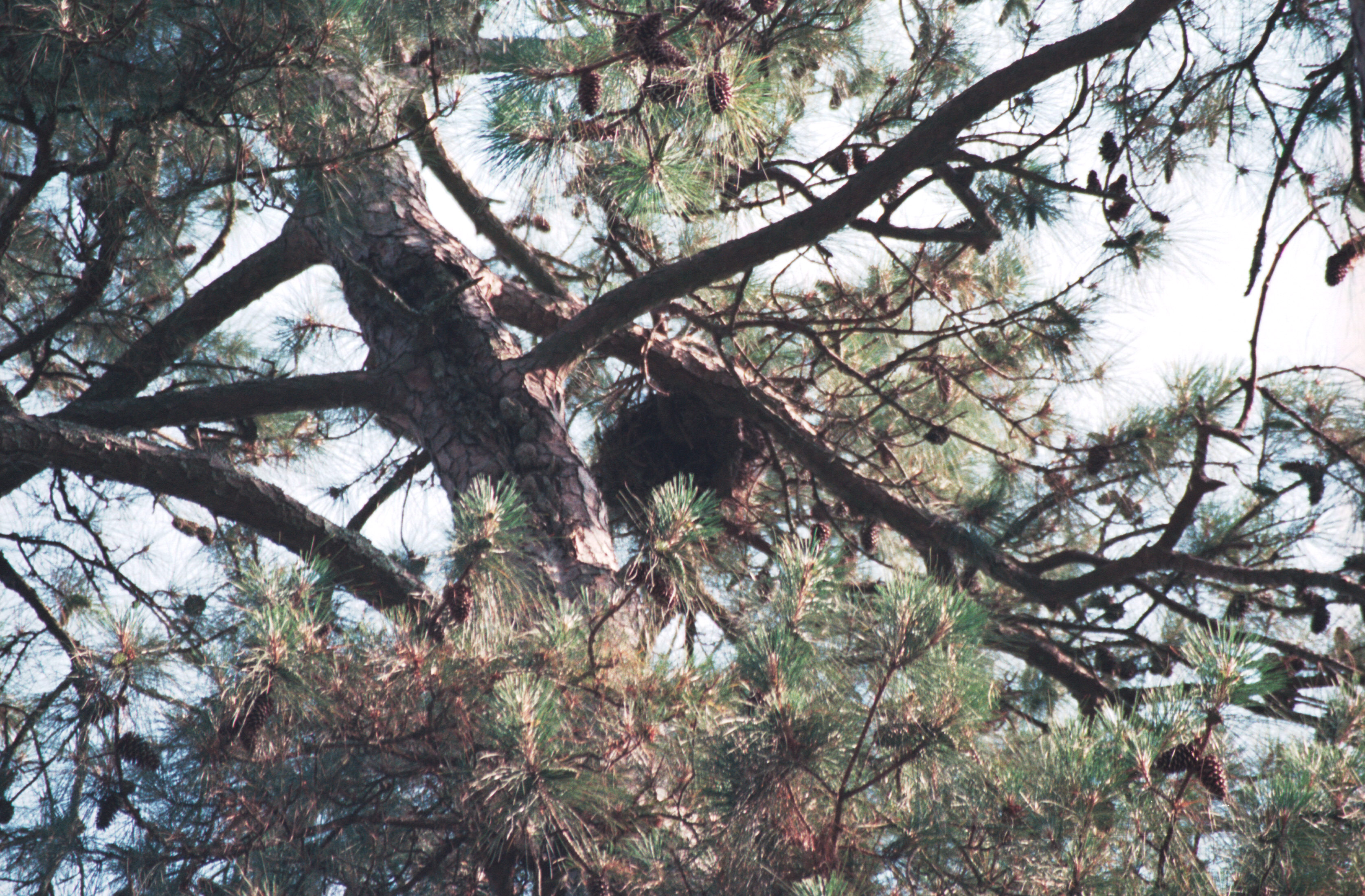 Eagle's nest